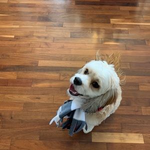 Meet your Posher, Cody